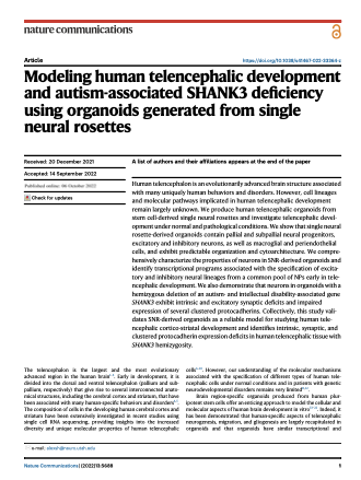 Modeling human telencephalic development and autism-associated SHANK3 deficiency using organoids generated from single neural rosettes.